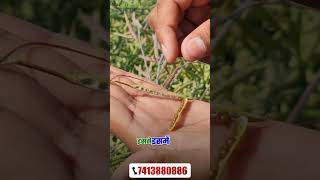 स्टार 1015 सरसों की बेहतरीन किस्म🔥 Mustard Farming [upl. by Polloch]