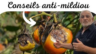 Comment lutter contre le mildiou de la tomate [upl. by Aznola376]