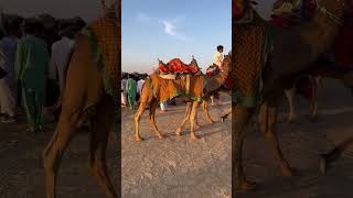 Jaisalmer  Sam Sand Dunes  Camel Safari  Desert Safari jaisalmer rajasthan tour samsanddunes🐪 [upl. by Briscoe]