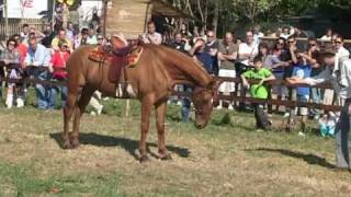 Sara il cavallo parlante alla fiera Agrozootecnica di Massarosa [upl. by Amby]