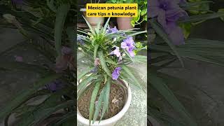 Tips for Mexican petunia plant shortsshorstfeedmexicanpetuniaplant [upl. by Catrina]