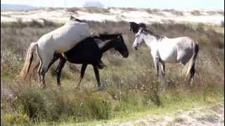 CASAL DE CAVALOS NAMORANDO [upl. by Krein825]