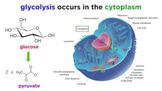 Cellular Respiration Part 1 Glycolysis [upl. by Nerrad]