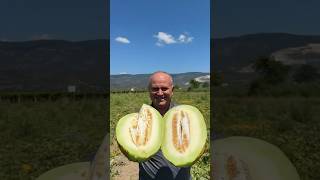 Sizce İyi Kavun Nasıl Seçilir fruit melon kavun himmetpolat HimmetPolat [upl. by Christabel]