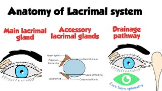 Lacrimal drainage system anatomy [upl. by Clary]