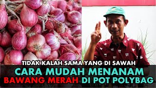 Cara Mudah Menanam Bawang Merah di Polybag  Lengkap dari Tanam sampai Panen [upl. by Marler256]