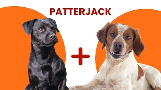 Patterdale Terrier Jack Russell Terrier Mix AKA Patterjack [upl. by Jase]