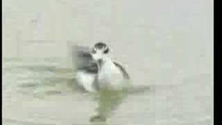 Rednecked phalarope feeding behavior Video Don DesJardin [upl. by Hebert742]