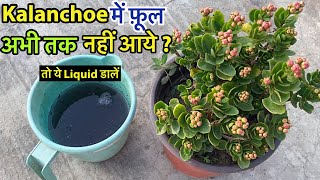 Kalanchoe में फ़ूल अगर नही आये तो डालें ये Simple Organic Liquid  Kalanchoe Care Tips Cuttings [upl. by Nilesoj937]