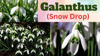 Galanthus  Snowdrop  All About Snowdrop Flower  Galanthus Phool [upl. by Avon]