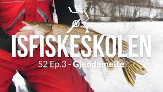 Gjeddemeite  Isfiske gjedde S2 Ep3 Isfiskeskolen [upl. by Siraval]