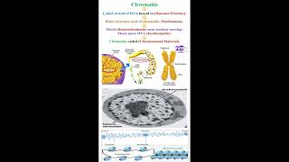 Chromatin Meaning geneticteacher [upl. by Decamp]