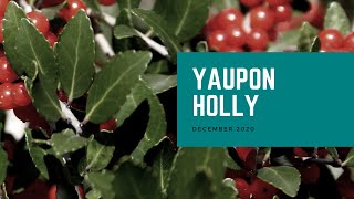 Yaupon Holly  Plant of the Month [upl. by Ffoeg]