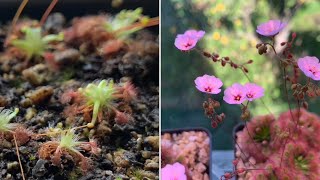 Drosera pulchella 24 weeks since arrived update [upl. by Harret]