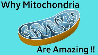 Mitochondria Function [upl. by Menell]