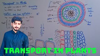 Transport of water and salts in plants ions and water uptake  9th chapter 9  lecture 2 [upl. by Leiand]