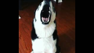 Husky screaming [upl. by Dlareme]