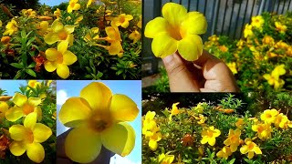 Allamanda Flower Plant Care Growing Tips  Golden Trumpet Yellow Bells Garden অলকানন্দা ফুল [upl. by Llorrac]