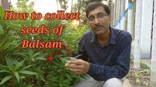 How to collect and store Balsam seeds in a Very Easy Method [upl. by Stewart]