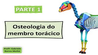 OSTEOLOGIA DO MEMBRO TORÁCICO  parte 1 anatomia veterinária [upl. by Aidnyl]