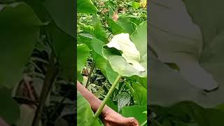 Harvesting Coco yam Leaves To Prepare Ekwang [upl. by Aronael]