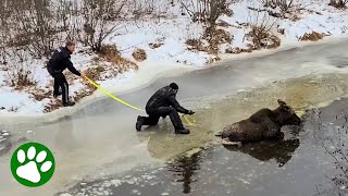 Brave rescue of moose stuck on ice [upl. by Yasui117]