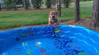 Norfolk Terrier Hank Born To Swim [upl. by Retrac]