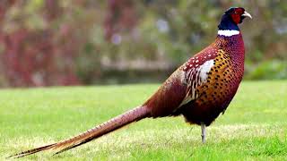 Call of the Pheasant  Pheasant Call [upl. by Enaywd]