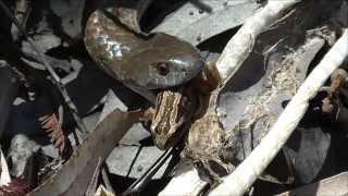 Tiger Snake Catching Frogs [upl. by Nava]