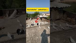 Nya kabutar🕊️pakad liya😍 petlover minivlog pigeonvlogger pigeon kabutar kabutarvlog viral [upl. by Peonir669]