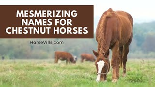 Mesmerizing Names for Chestnut Horses [upl. by Honoria]