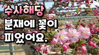 금현분재 수사해당 분재에 꽃이 피었어요 Flowering hall crabapple bonsai 분재盆栽Bonsaicây cảnh [upl. by Lucias246]