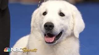 National Dog Show 2021 Best in Show Full Judging  NBC Sports [upl. by Isied]