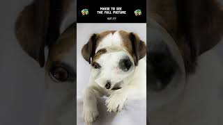 Dog puzzle game shorts cute doggie dog funny [upl. by Choong584]