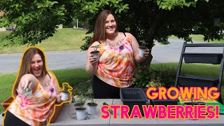 How to Grow Bare Root Strawberries Indoors EverBearing Strawberries [upl. by Keven]