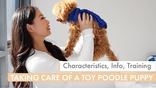 How to care for a TOY POODLE PUPPY  What you need to know before getting one [upl. by Leuname]