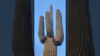 How Can Saguaros Survive This saguaro cactus nature plants succulents shorts sonorandesert [upl. by Tammara715]