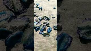 Dead Velella vellella Sea Raft BytheWind Sailor free floating Hydrozoan Oregon Coast [upl. by Lovett378]