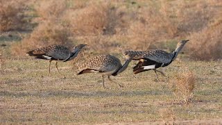 Houbara Bustards Chlamydotis undulata fuertaventurae Lanzarote [upl. by Evars]