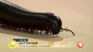 Zoologen quotTusenfotingen ett roligt husdjurquot  Nyhetsmorgon TV4 [upl. by Suchta]