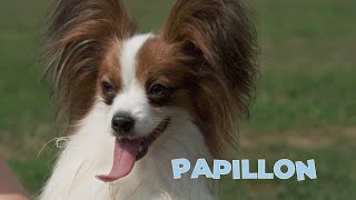 Papillon Dog Breed 101 4K Video [upl. by Tawney85]