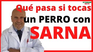 🔴 QUE PASA SI UNA PERSONA TOCA A UN PERRO CON SARNA 🔴 ¿La Sarna en Perros se contagia a humanos [upl. by Leor418]