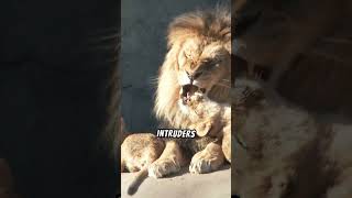 Why do lions roar wildanimals wildlife lions [upl. by Savina]