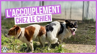 Comment fonctionne laccouplement chez les chiens [upl. by Tracy910]