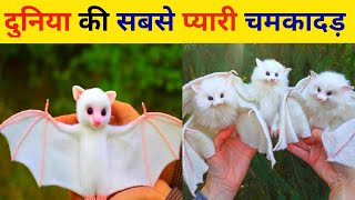 दुनिया की सबसे प्यारी चमगादड़।। worlds cutest bat ।। Honduran white bats [upl. by Chilton260]