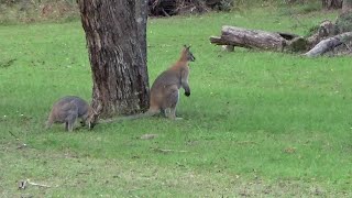 NSWQLD fossicking for beginners by a beginner  Aroona Glen [upl. by Salohcim]