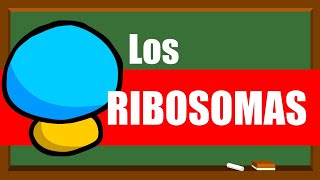 ✅RIBOSOMAS ✅ Estructura y función ✅ [upl. by Ramahs]