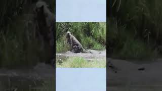 Crocodile Attack Tiger shortvideo shorts short [upl. by Teraj]