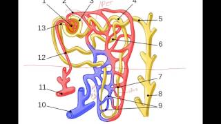 Urine Formation Glomerular Filtration [upl. by Narrad166]