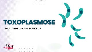 Parasitologie  TOXOPLASMOSE par ABDELGHANI BOUKELIF [upl. by Berners253]